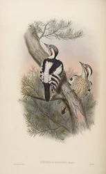 Iyngipicus scintilliceps = Dendrocopos canicapillus scintilliceps [2]